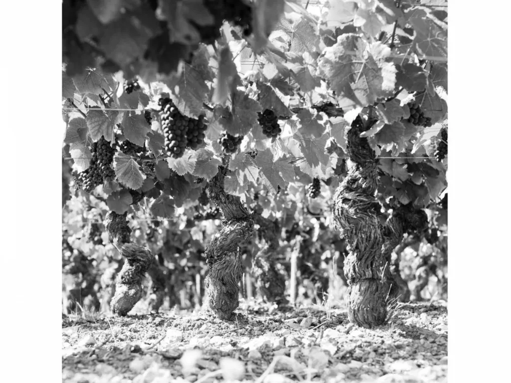 vigne en Bourgogne
