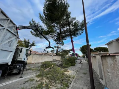 Société d'élagueurs pour abattre un pin à Avignon