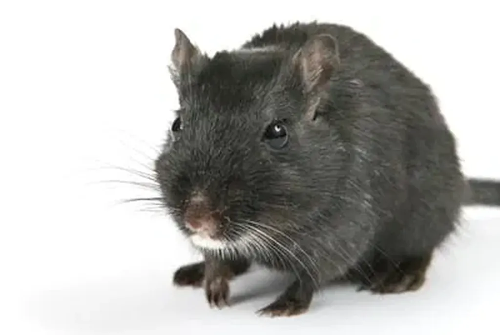 Cinq choses dégoûtantes qu'on mange régulièrement sans le savoir