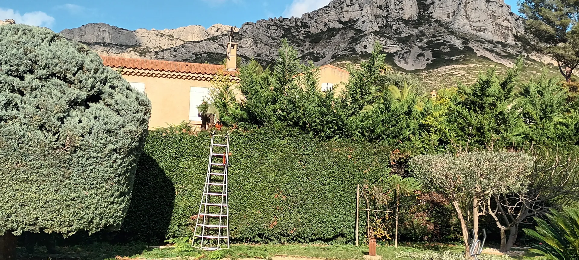 Taille d'un jardin à vaufreges 9ème à Marseille. 
