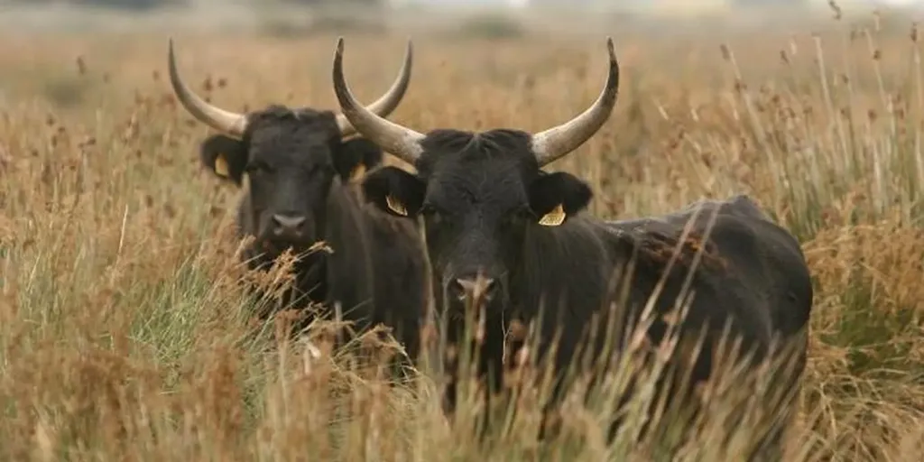 Visite d'une manade : Les baumelles en 4x4 safari Camargue aux Saintes-Maries-de-la-Mer