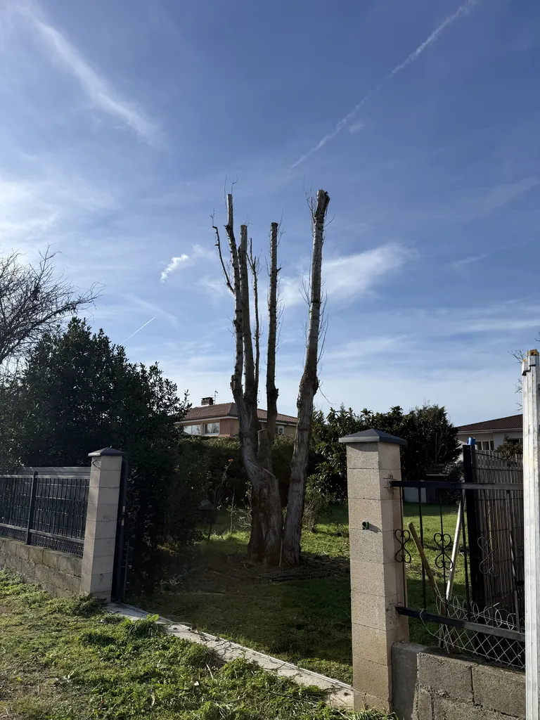 Élagage d’un peuplier à Saint-Simon près de Toulouse : intervention technique en hauteur réalisée par LT Paysage