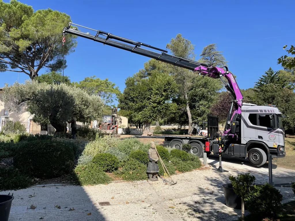 Plantation d’un olivier multicentenaire à la grue — Expertise et précision