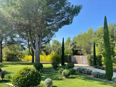 Taille de cyprès dans le Vaucluse par nos élagueurs professionnels d'Avignon