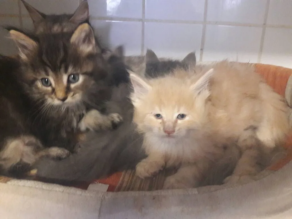 CHATONS MAÏNE COON AU LOOF AVIGNON