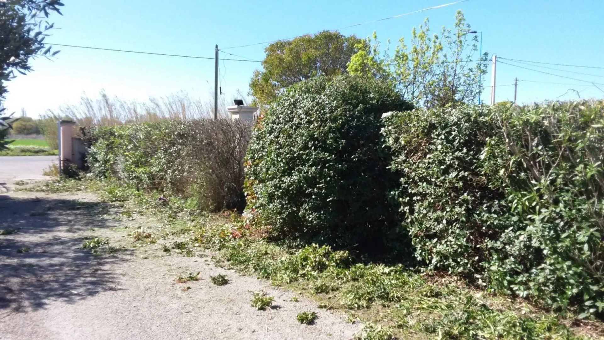 Quelle est la meilleure période pour tailler sa haie de jardin à Salon de Provence