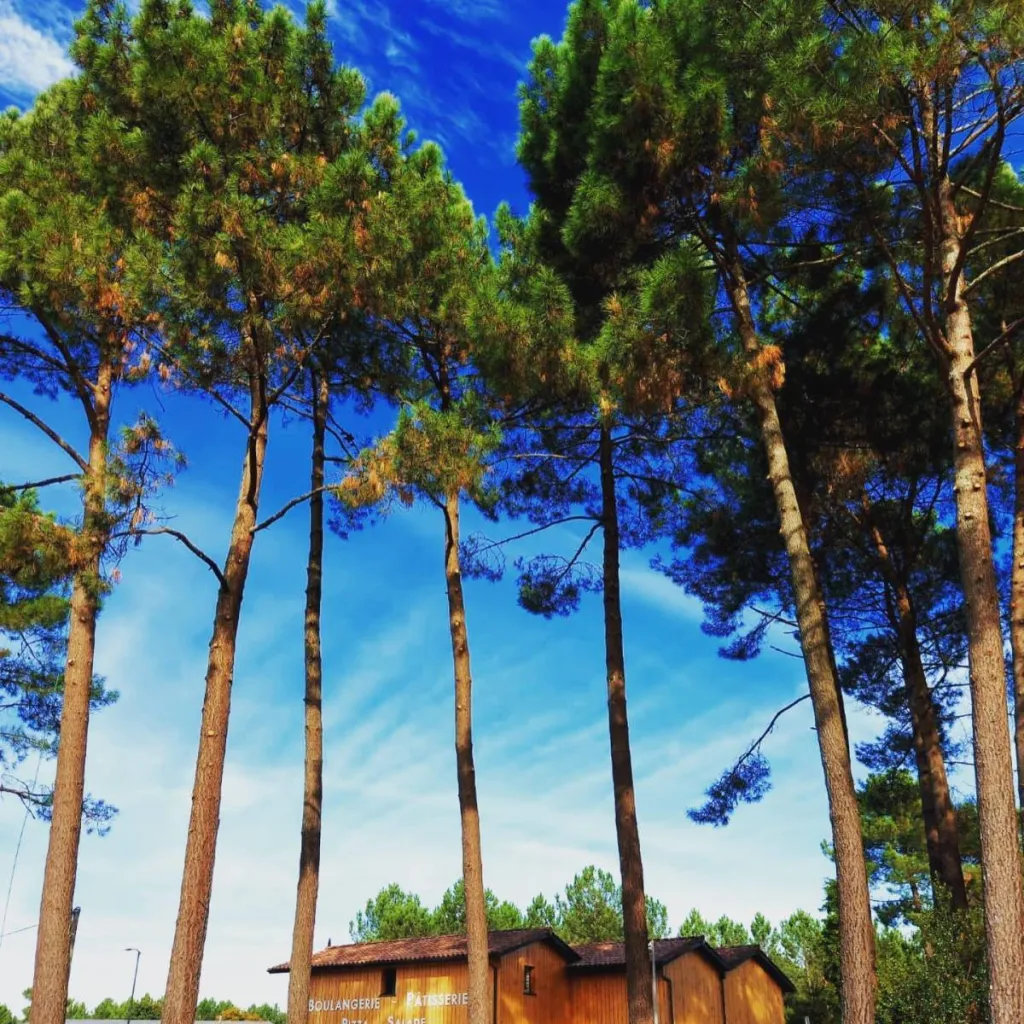 Elagage de pins maritimes à Saint Aubin de Médoc