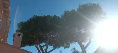 Élagage de pins dans le 8ème à la pointe rouge à Marseille. 