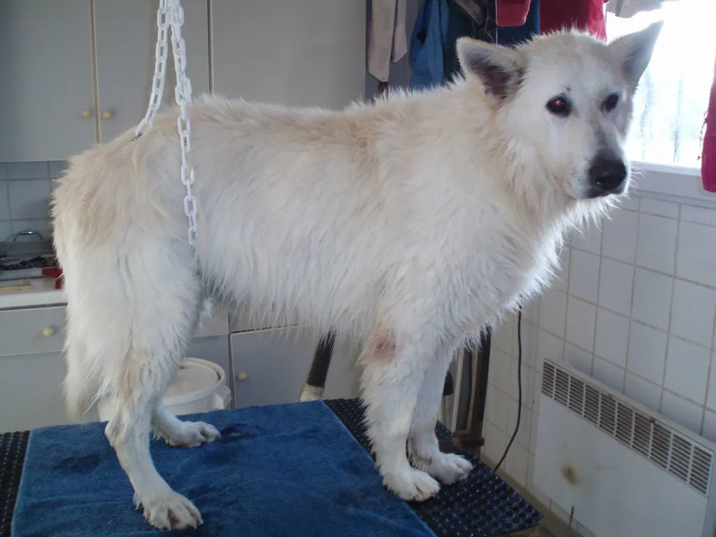 Toilettage pour chien à Avignon