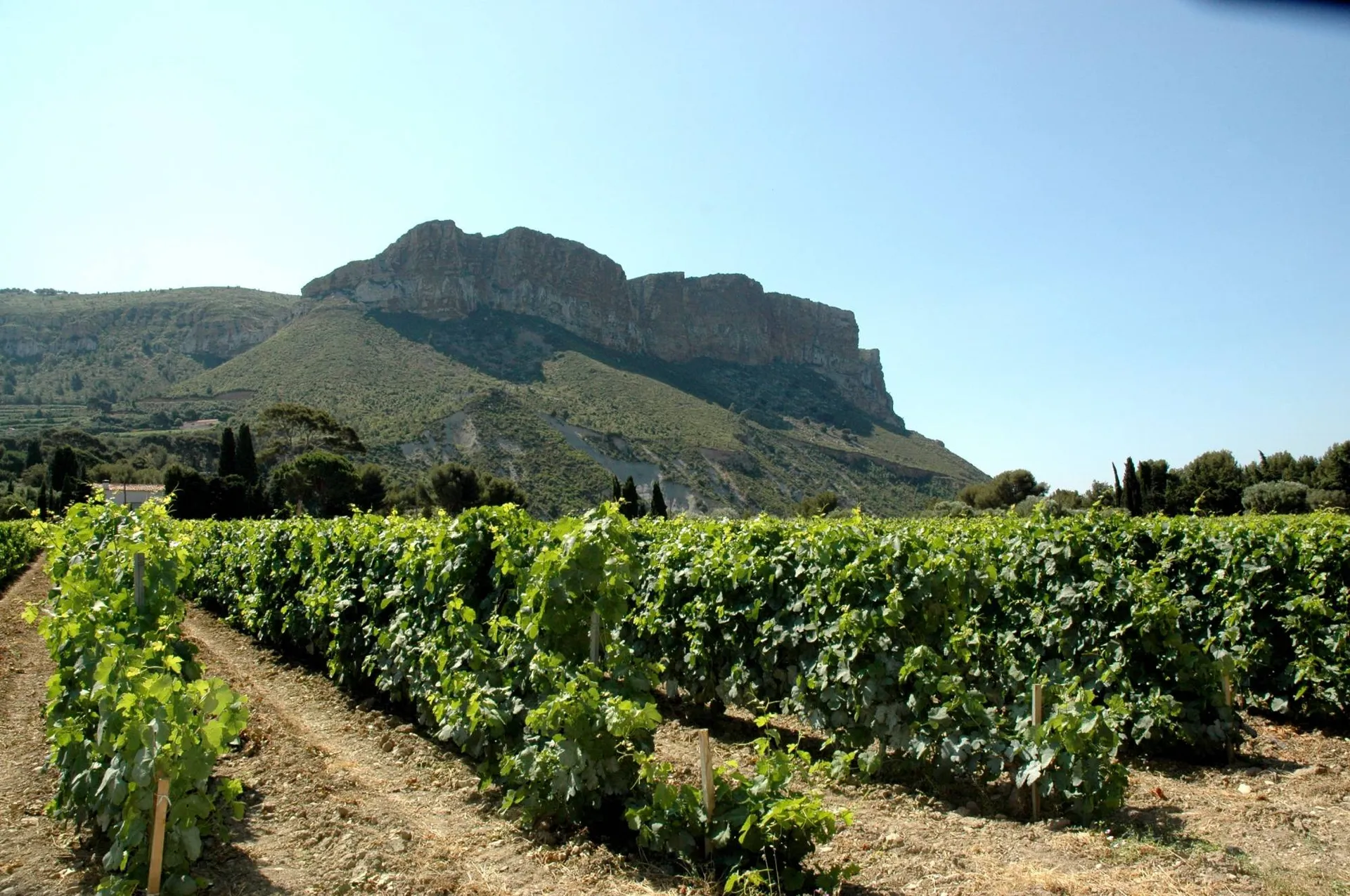 Les vignobles de Cassis