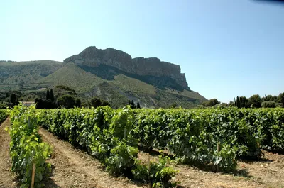 Les vignobles de Cassis