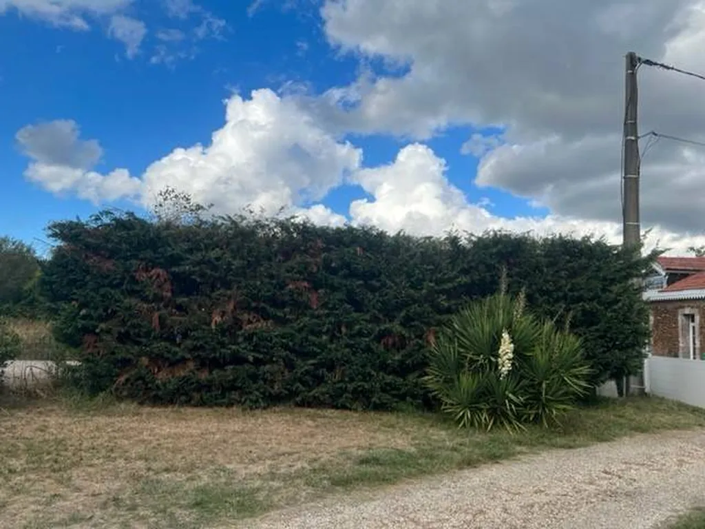 Choisir un jardinier pour rabattre une haie de cyprès à Gastes