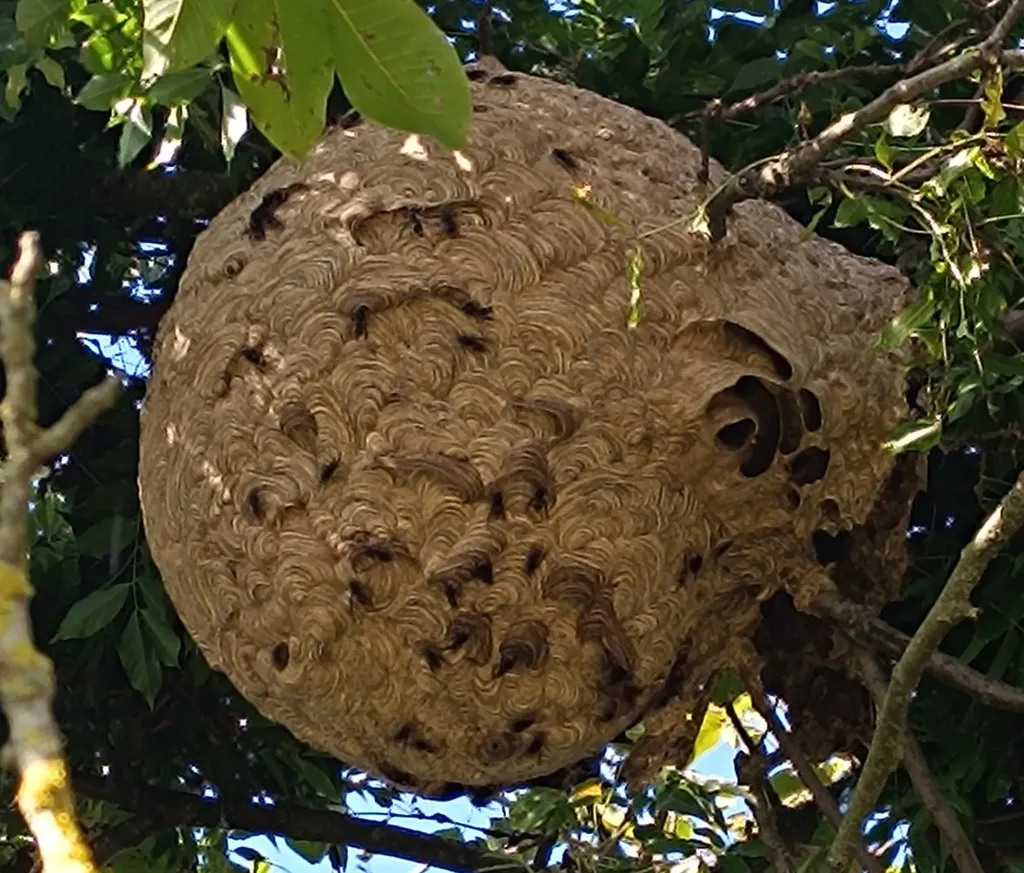 Destruction nid de frelons dans un arbre