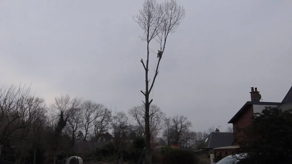 Élagage dangereux d'arbres par caux envrionnement