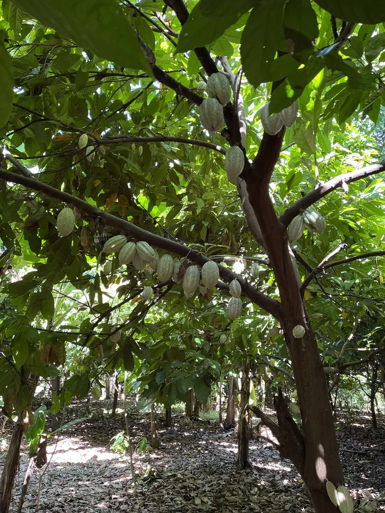 La Plantation Terrakoa, au cœur du Sambirano