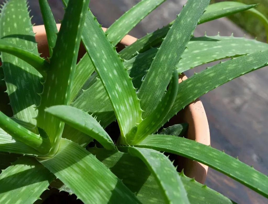 L'ALOE VERA EST-IL UTILE POUR LE REFLUX ACIDE?