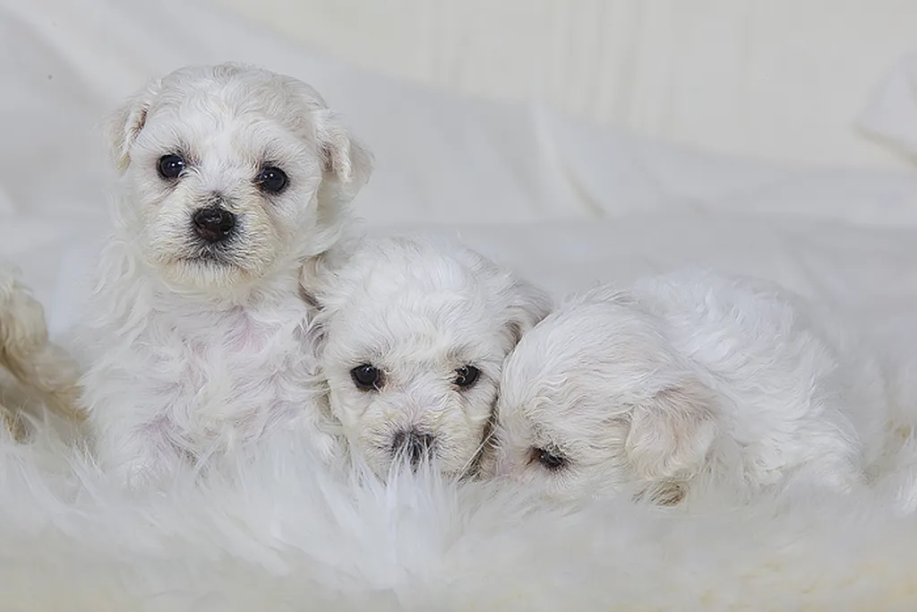 Une nouvelle petite tribu Bichon Frisé est arrivée à l’élevage – Vita & Otto