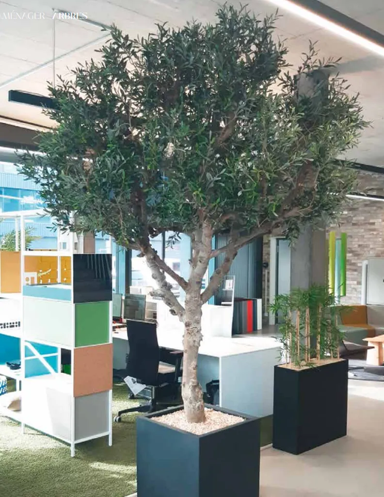 Grande Plante pour aménagement de bureaux 