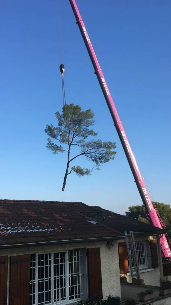 Abattage d’arbre en hauteur avec un camion grue à Vedène (Vaucluse)