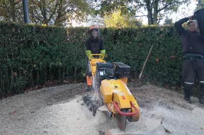 Paysagiste professionnel secteur Le Havre : rognage de souche après abattage d'arbres et engazonnement de terrain