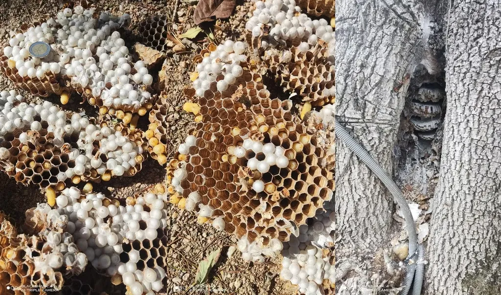 Traitement d’un nid de frelons européens dans un arbres chez un particulier à Anse près de Villefranche-sur-Saône