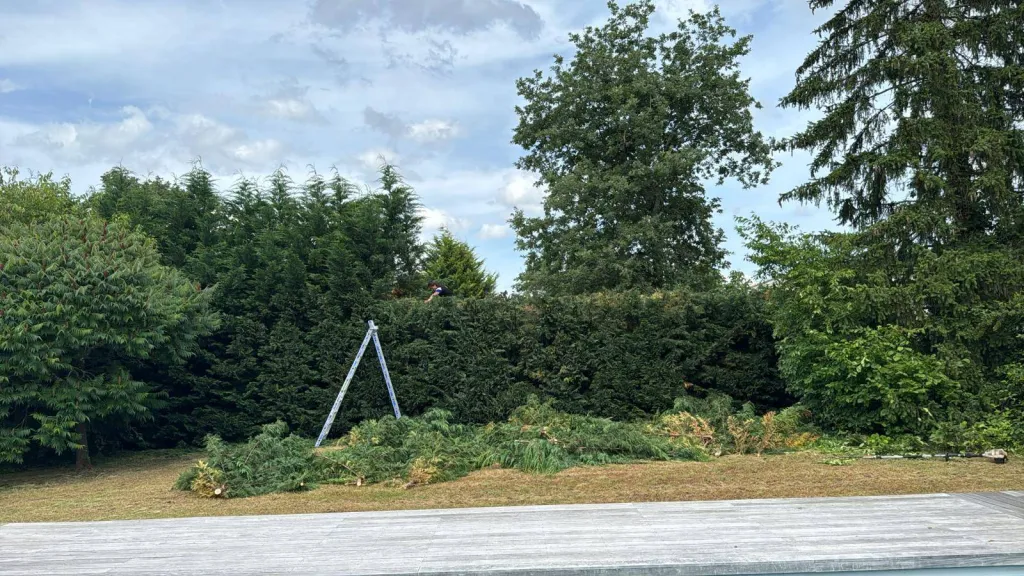 taille de haie par un professionnel à Bordeaux