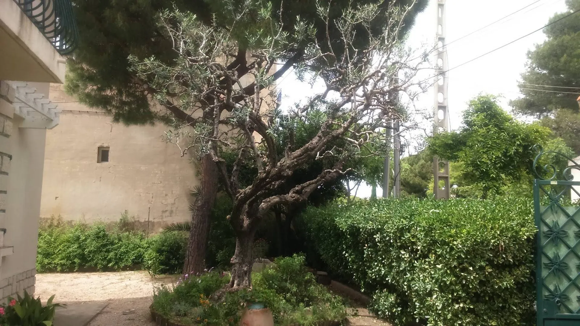 Tailles des oliviers Marseille