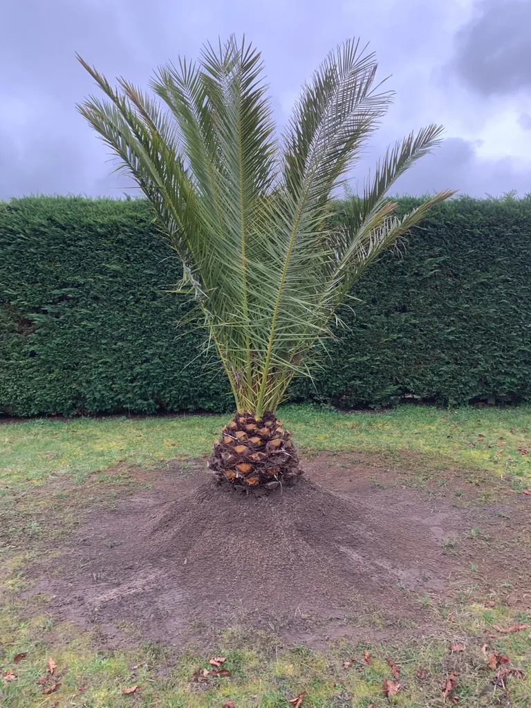 Trouver un paysagiste expérimenté pour la plantation de Palmier à Mimizan