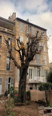 Élagage d'un gros maronier dans le 8ème à Marseille. 