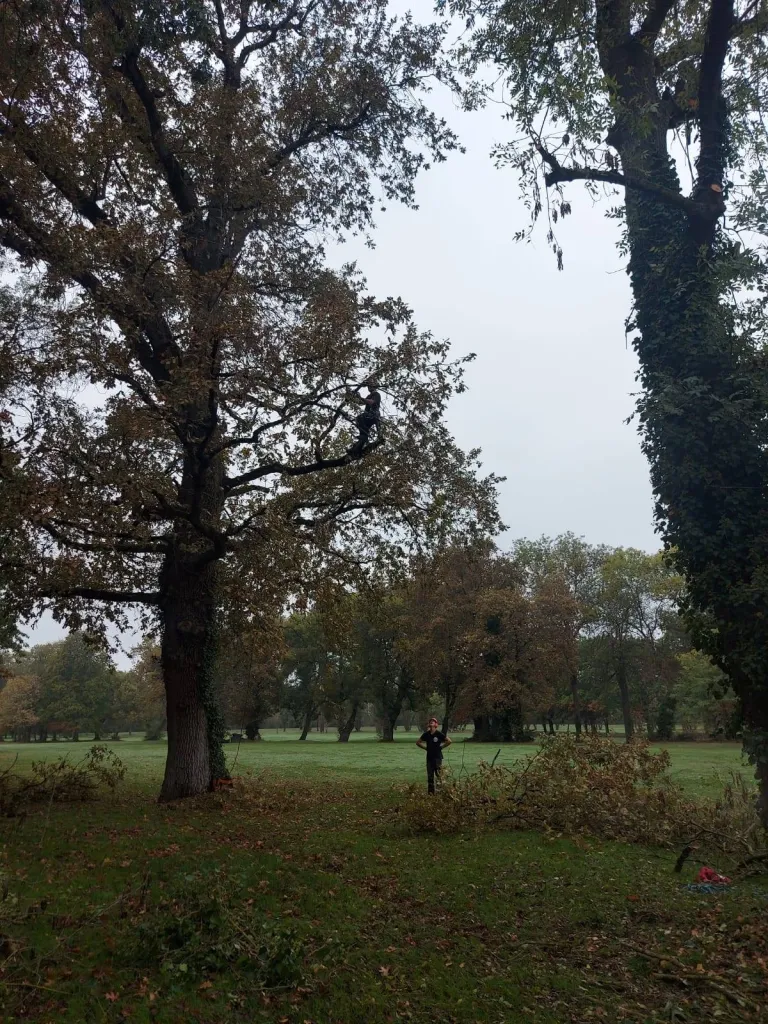 Elagage de chênes à Bordeaux