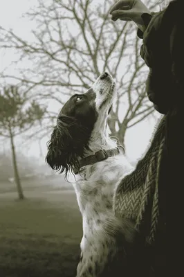 le métier d'educateur canin pour se former au mieu en gironde proche de bordeaux et du bassin d'arcachon
