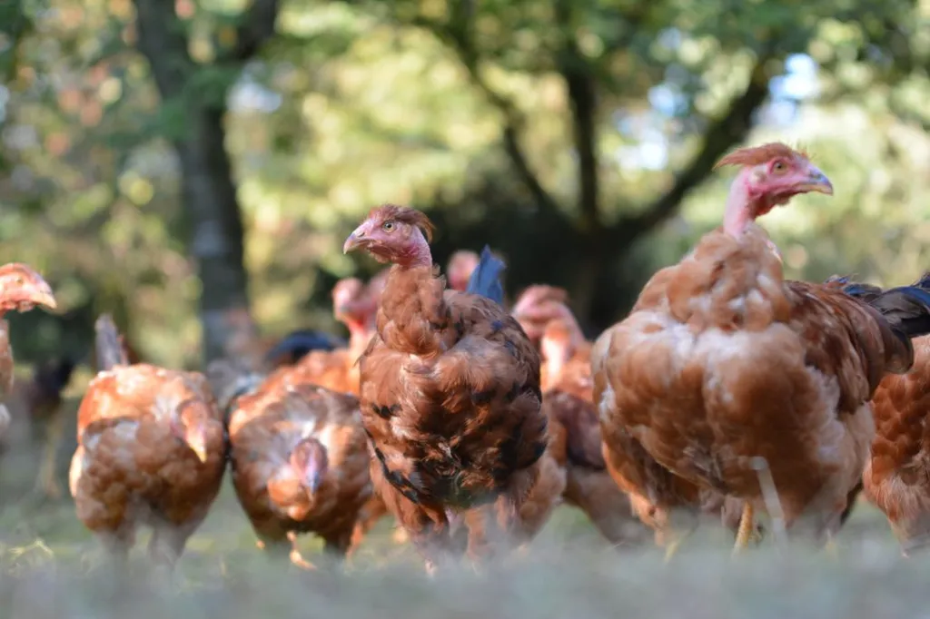 Où acheter un chapon fermier en Entre-deux-Mers ?