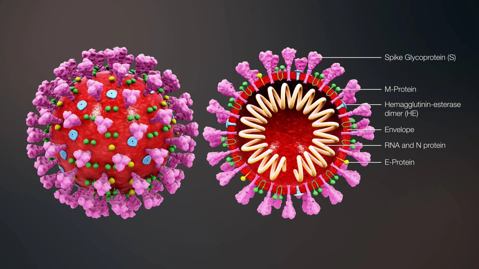 coronavirus 