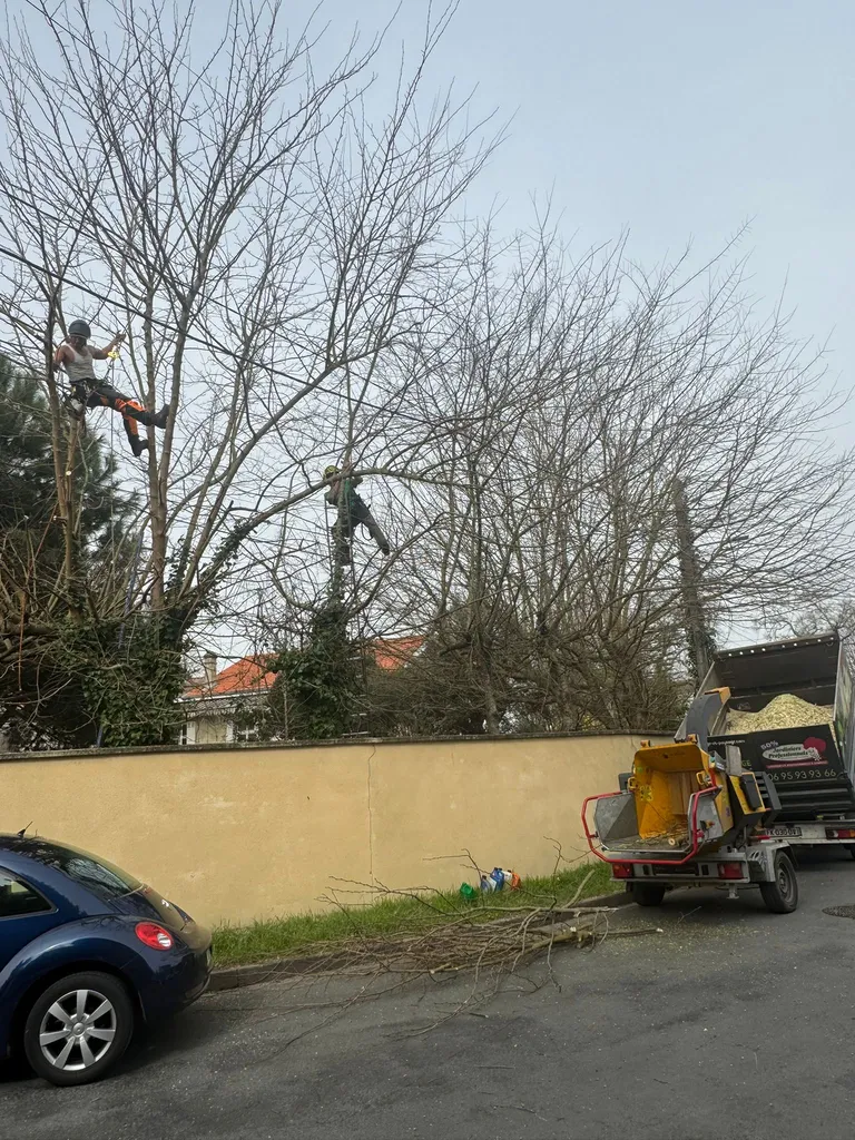 Elagage à Bordeaux par Elagage et Paysage, arboristes grimpeurs