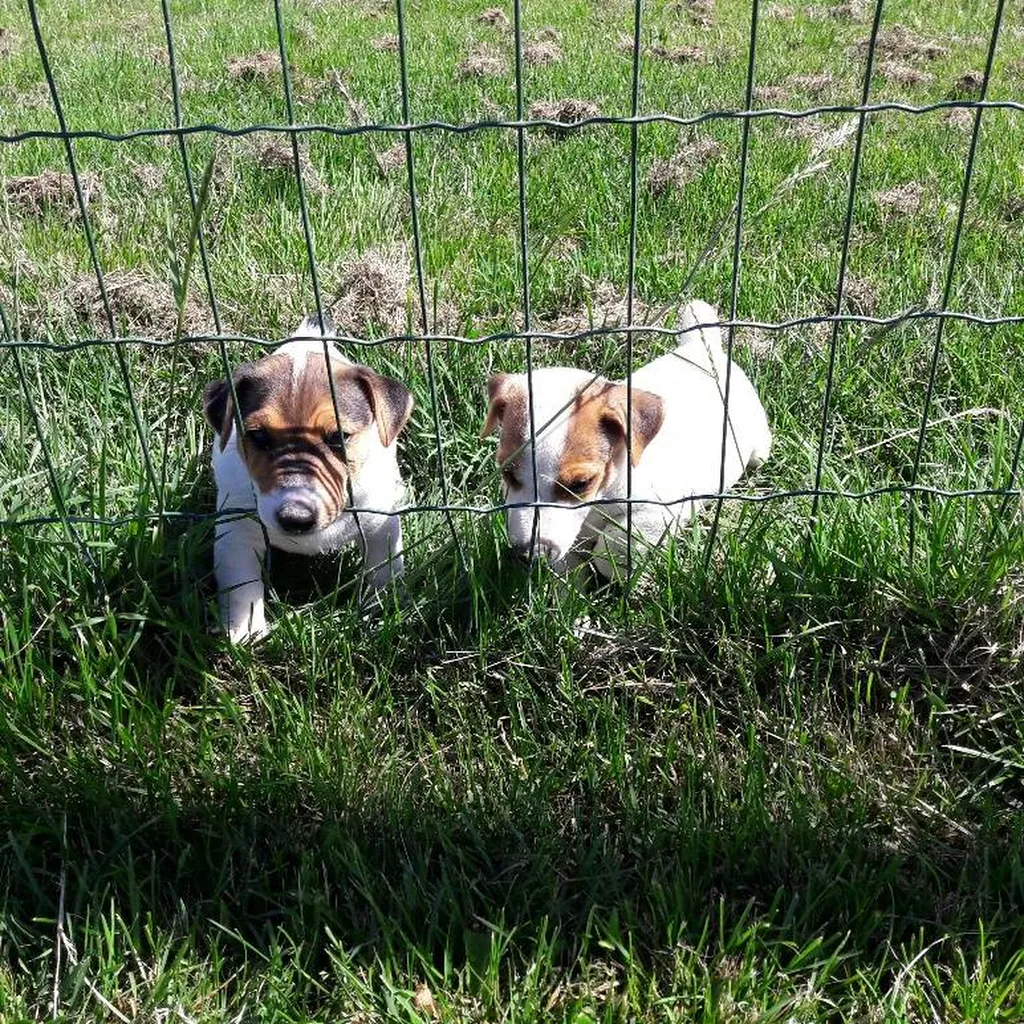 JACK RUSSELL TERRIER L.O.F. AVIGNON
