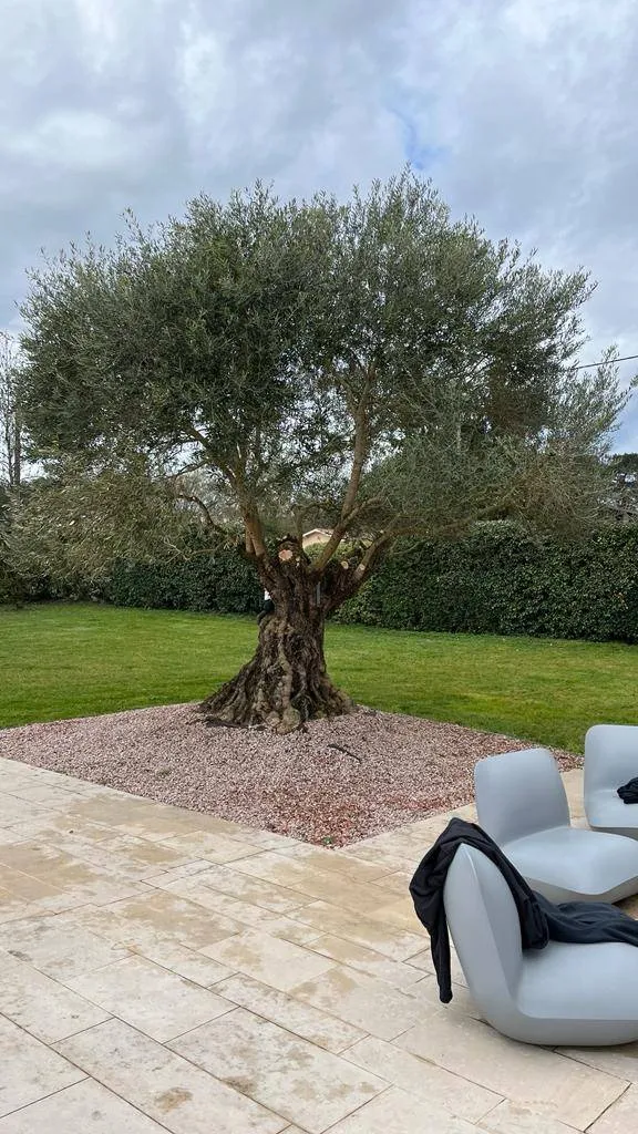 Taille d'un olivier