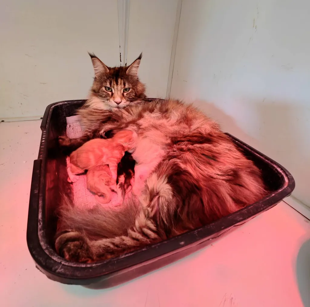 Chats de race MAÏNE COON, inscrit au LOOF, situé à Avignon en région PACA.