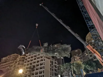 Plantation d'olivier millénaire à Monaco