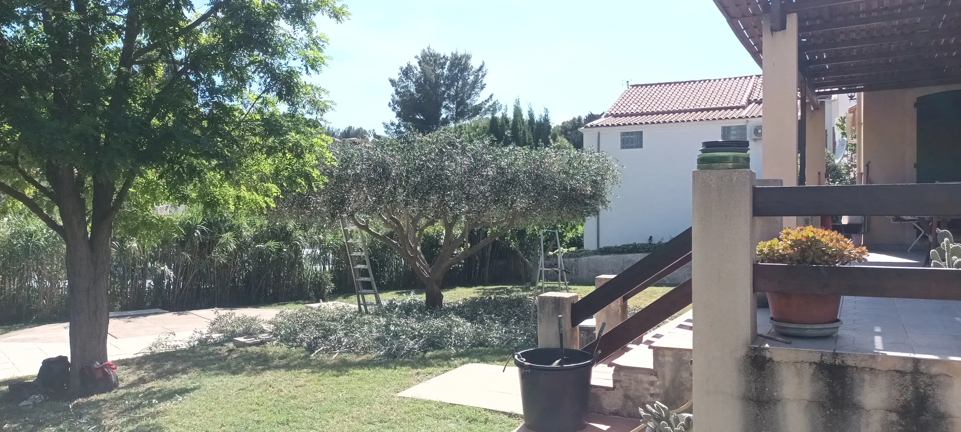 Taille d oliviers à Vaufreges 9ème à Marseille. 
