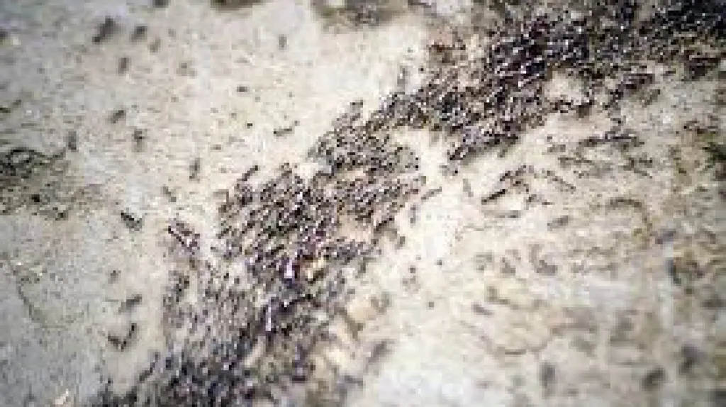 Traitement de fourmis dans une villa d’un client particulier à cabries dans les Bouches-du-Rhone (13)