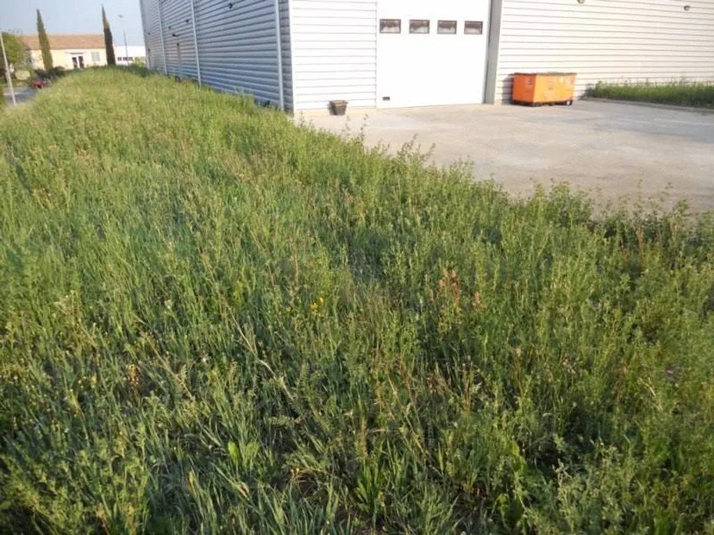 Débroussaillage (ou débroussaillement) grande surface par notre équipe de paysagistes professionnels