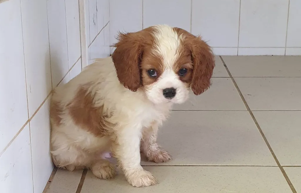 CAVALIER KING CHARLES LOF VAUCLUSE