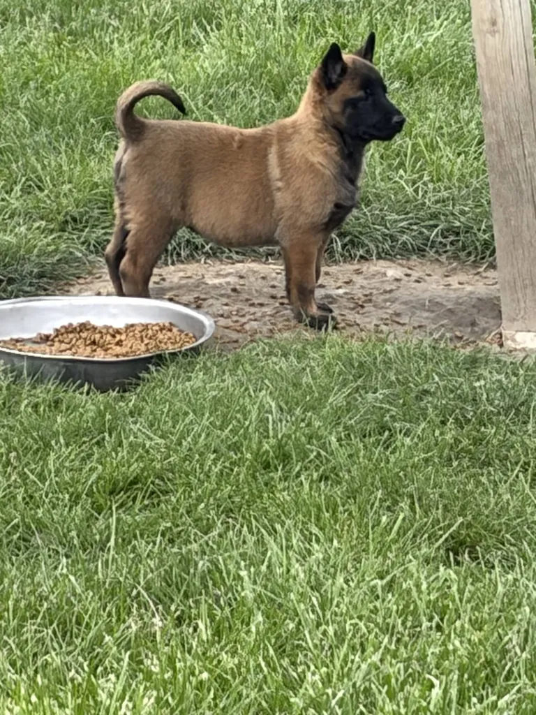 Chiots Berger Belge Malinois à vendre Vaucluse (PACA) – Naissances 2026