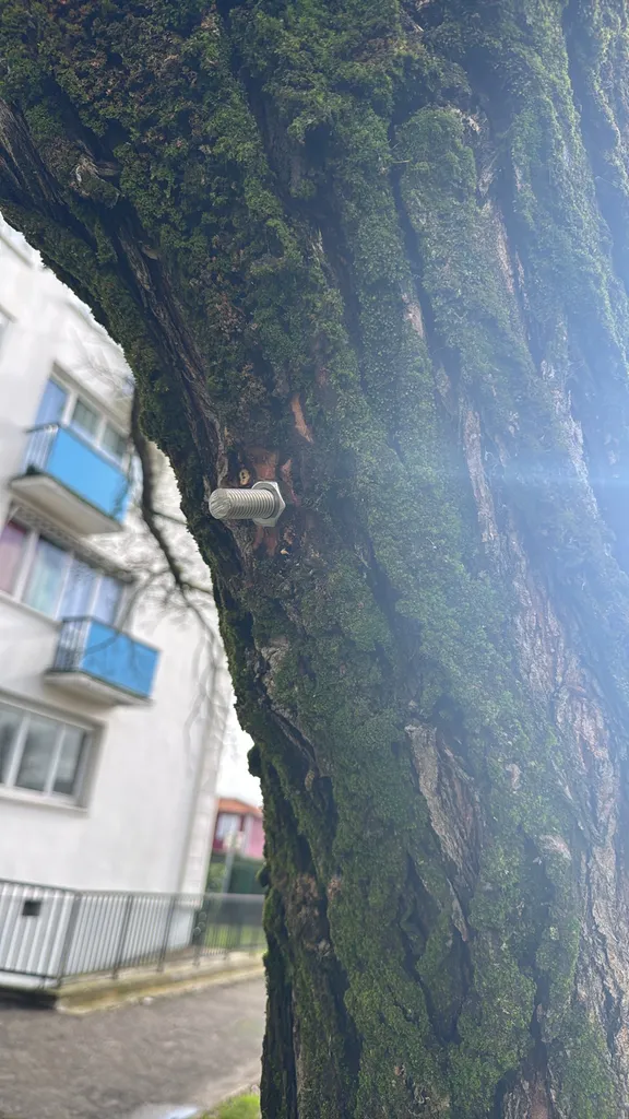 Brochage d'un arbre à Bordeaux par Alexis Anat