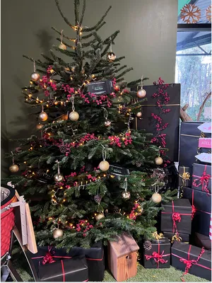 Nos sapins de Noël vous attendent à la Boutique et Jardinerie d'Antoine (Décembre 2025)