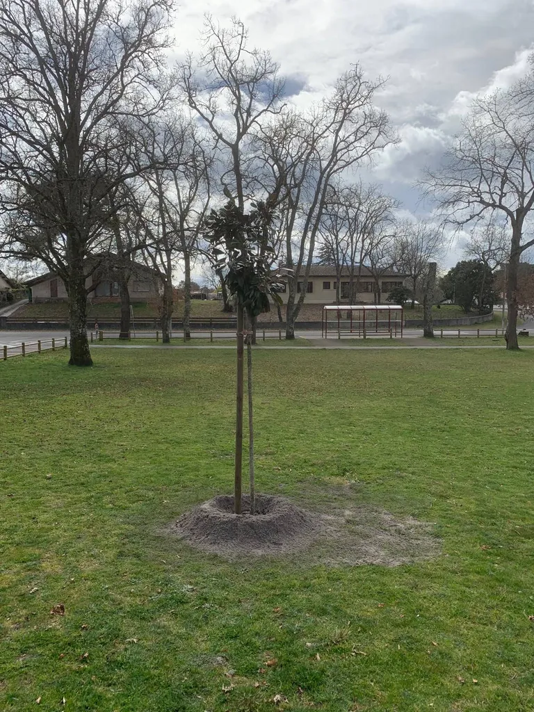 Arbres et arbustes fleuris : qui est le meilleur paysagiste pour vos projets d'aménagement à Parentis-en-Born