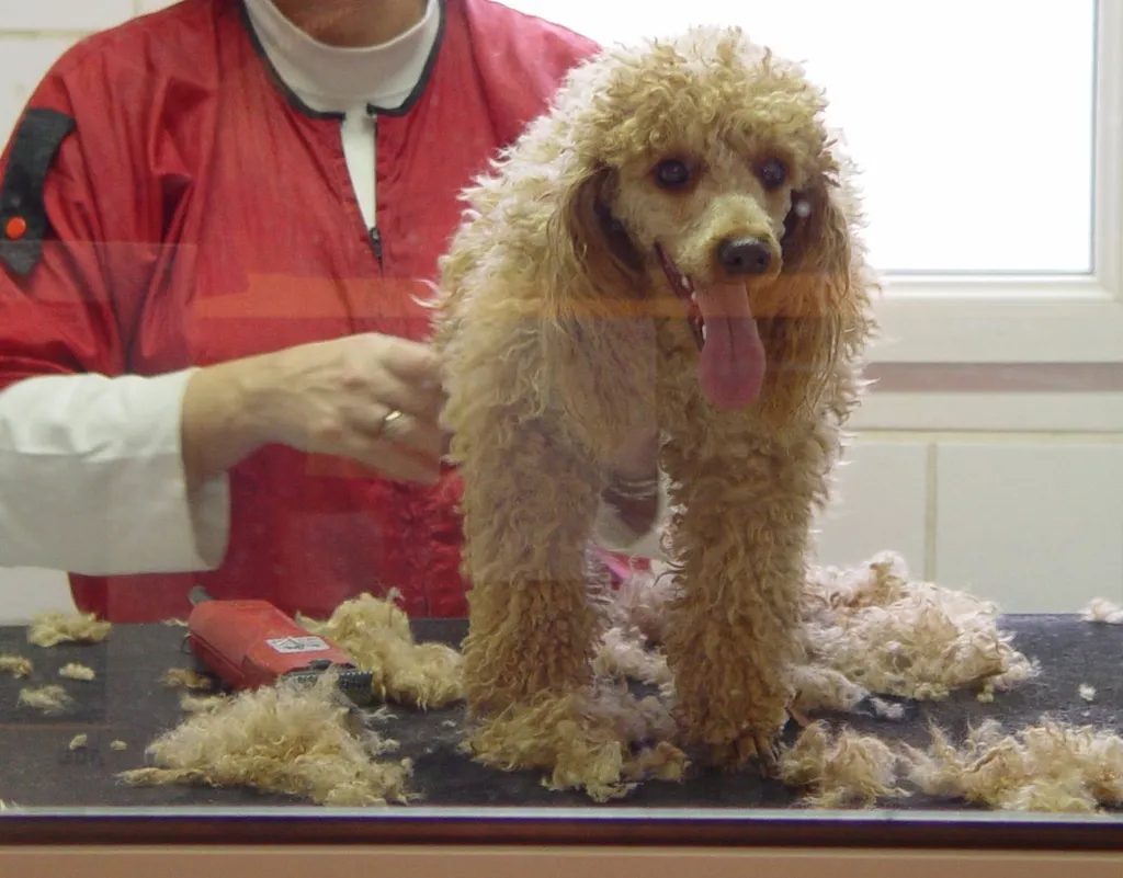 Toilettage pour Caniche à Avignon dans le Vaucluse
