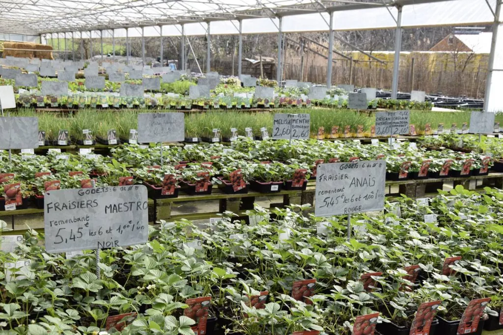 plantation de fraisiers 