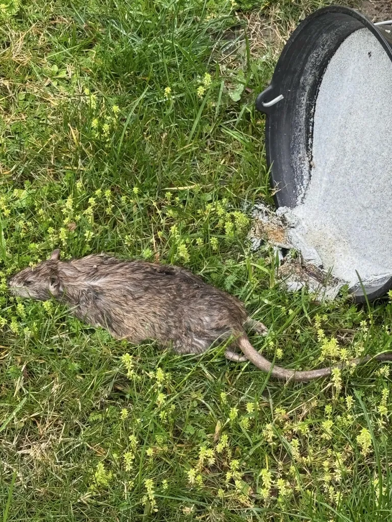 Dératisation dans un entrepôt de stockage non alimentaire à Marseille suite à une invasion de rat