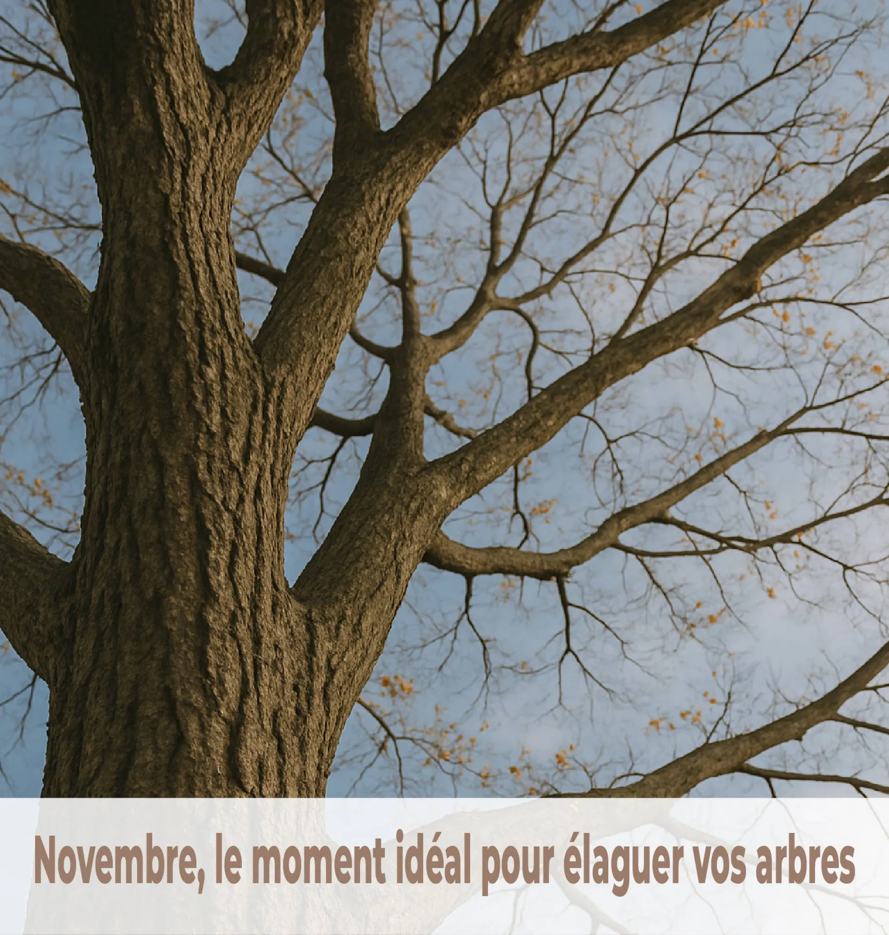 Intervention d’élagage haut de gamme à Aix‑en‑Provence (13 100) pour la sécurité des arbres.